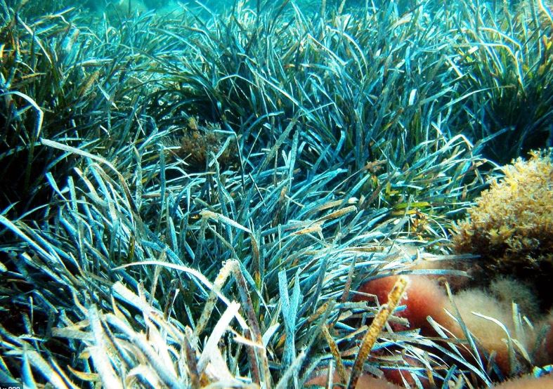 Posidonija (Posidonia oceanica) mediteranski endem / Foto: Javna ustanova "Priroda dubrovačko-neretvanska"
