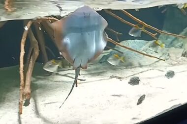 Screenshot FB Aquarium Pula