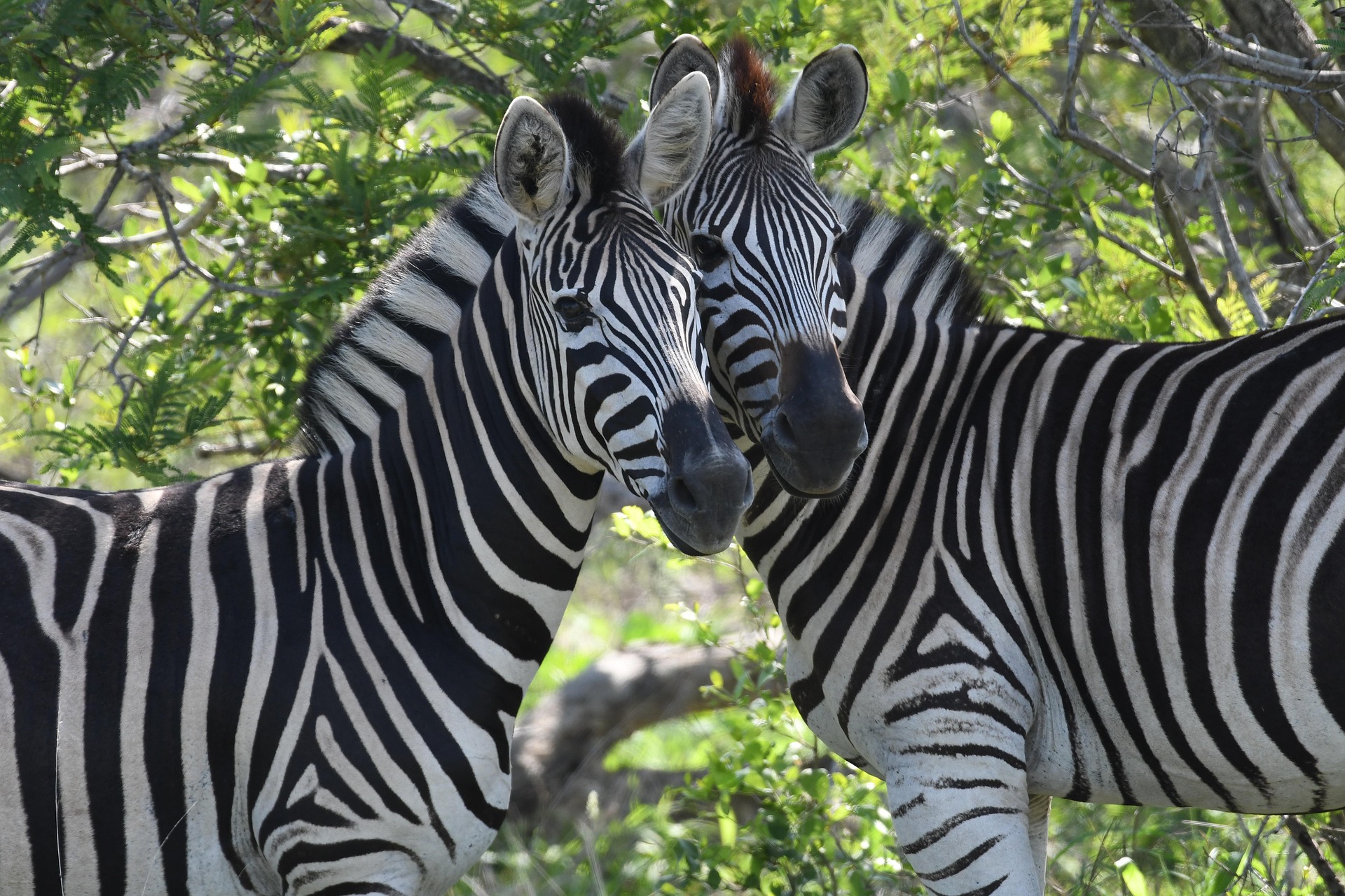 Image by Anne-Virginie Le Bihan from Pixabay