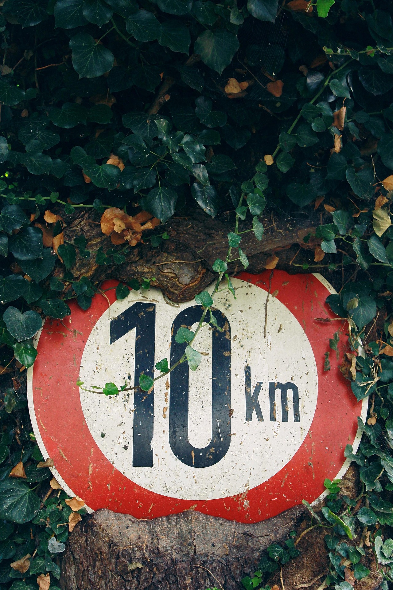 Image by Kati from Pixabay