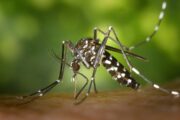 Aedes albopictus komarac / Foto James Gathany, CDC