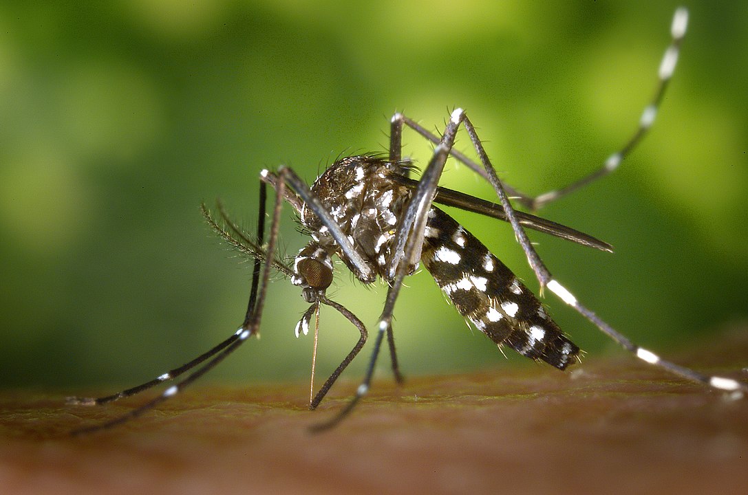 Aedes albopictus komarac / Foto James Gathany, CDC