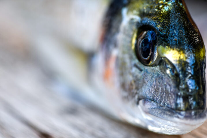 Sandra Simunovic/PIXSELL