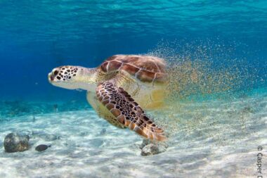 Gospođa kornjača želi mir / PROMO