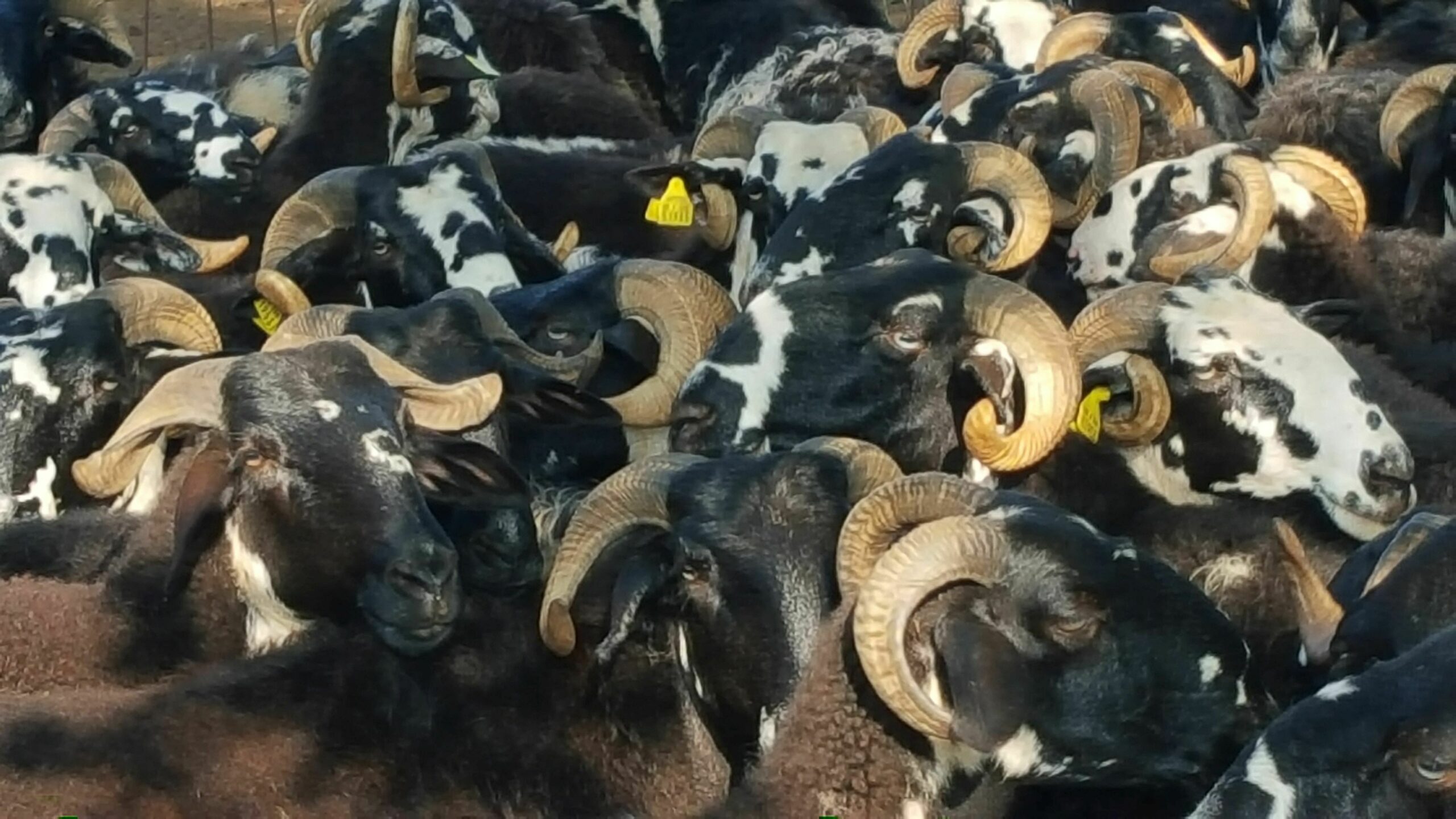 Foto Antun Kostelić