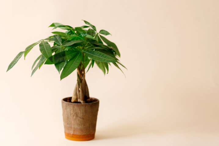 FOTO: iStock