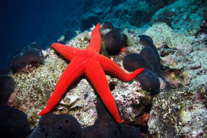 iStock