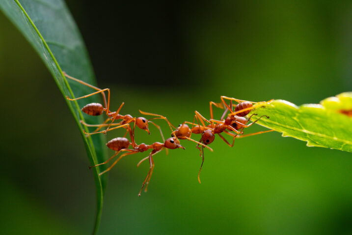 iStock