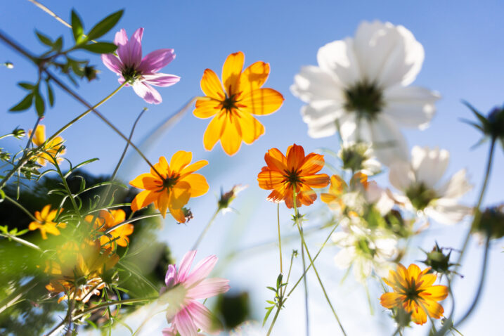 FOTO: iStock