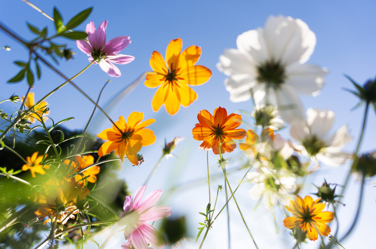 FOTO: iStock
