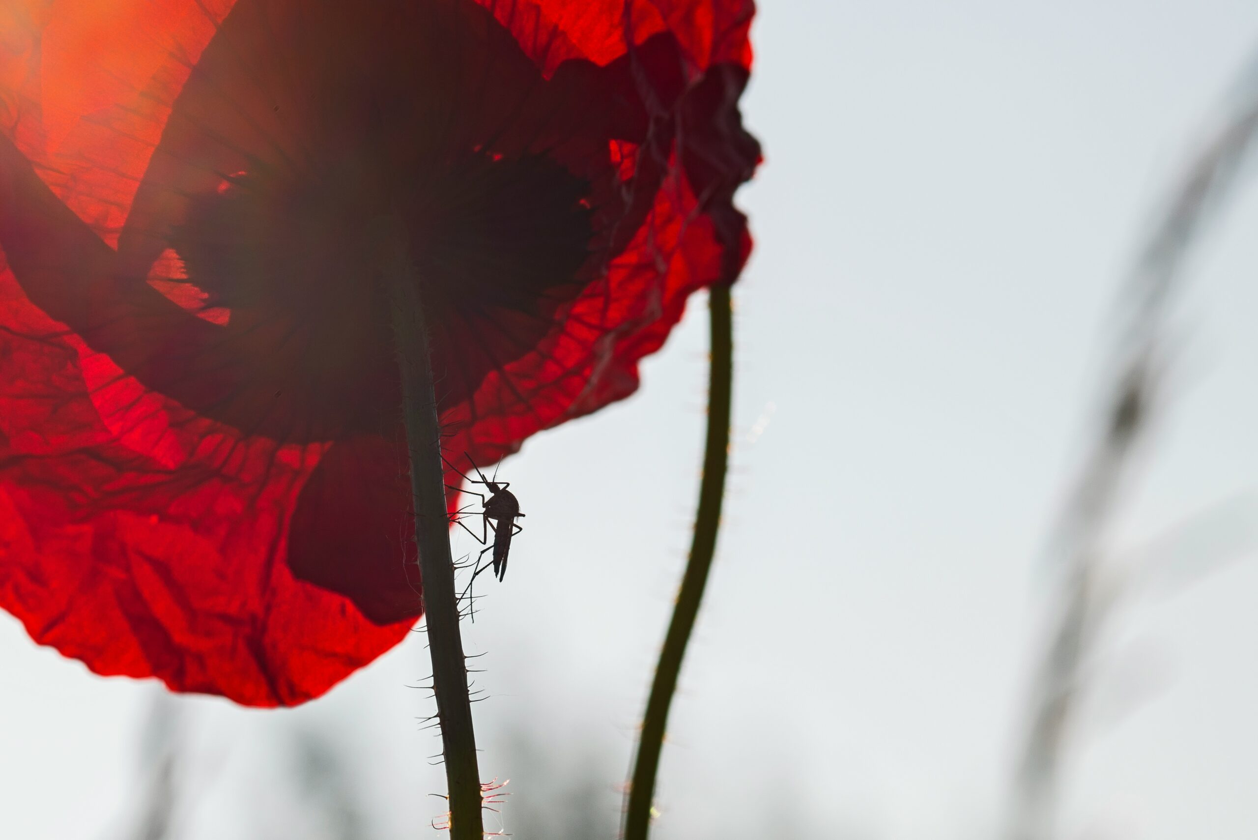FOTO: Unsplash