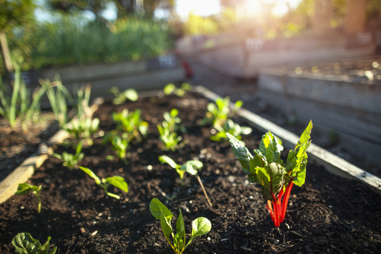 FOTO: iStock