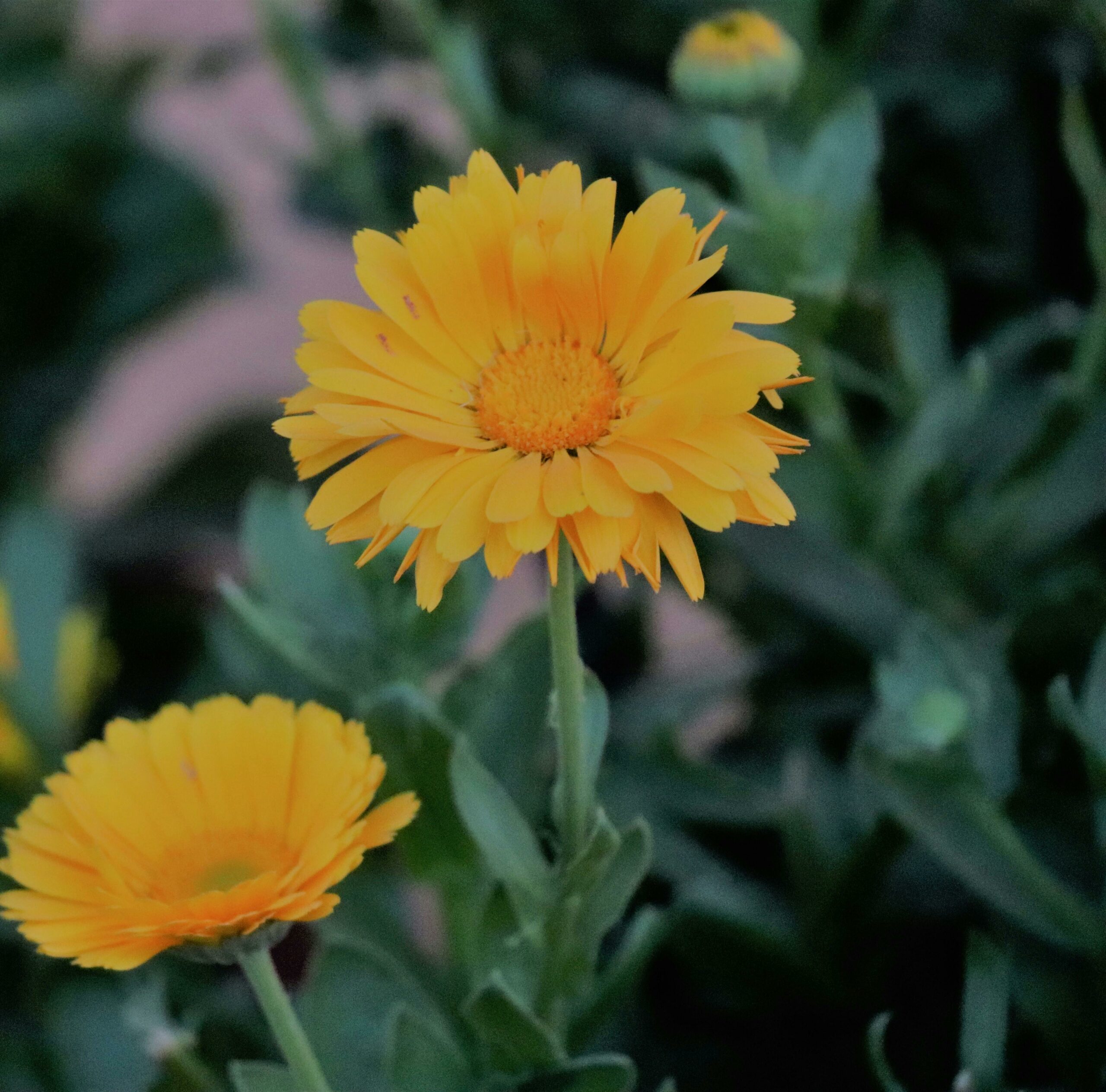 Foto: Pexels