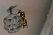 Foto Arhiva Glasa Istre