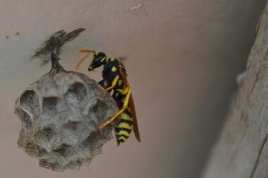 Foto Arhiva Glasa Istre