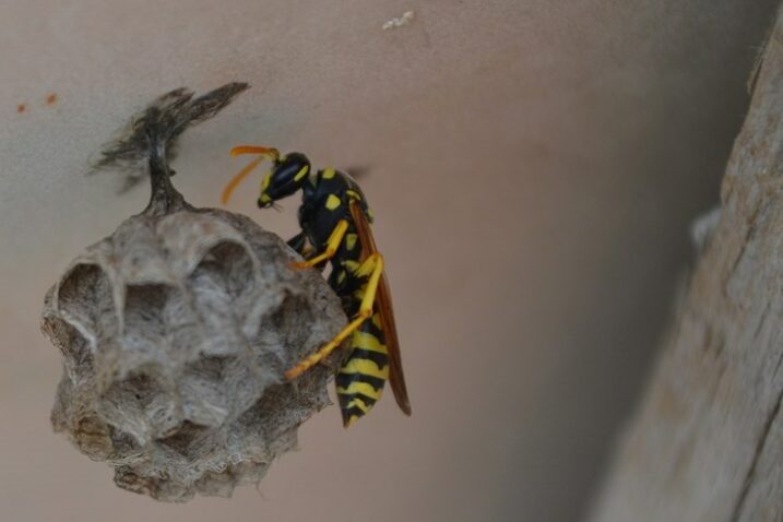 Foto Arhiva Glasa Istre