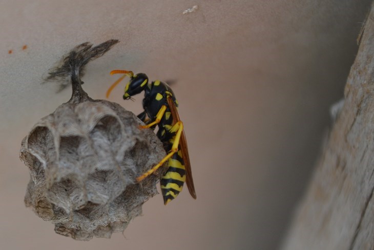 Foto Arhiva Glasa Istre