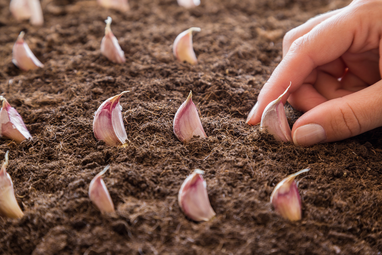 FOTO: iStock
