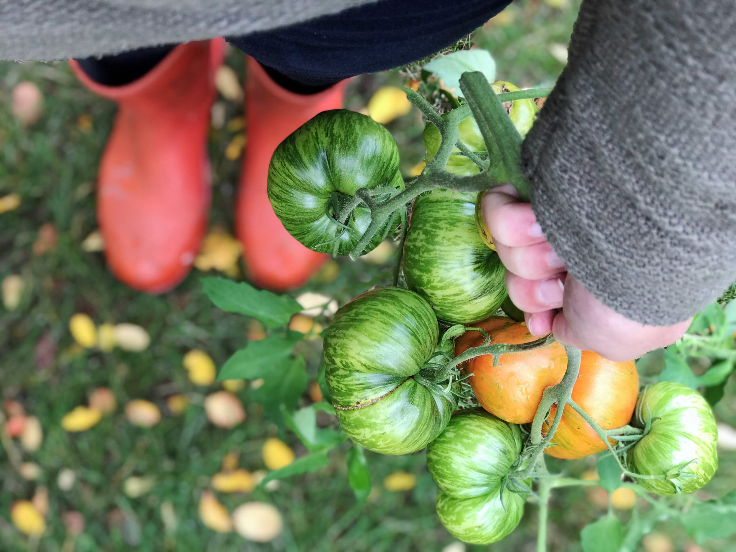 Foto: iStock
