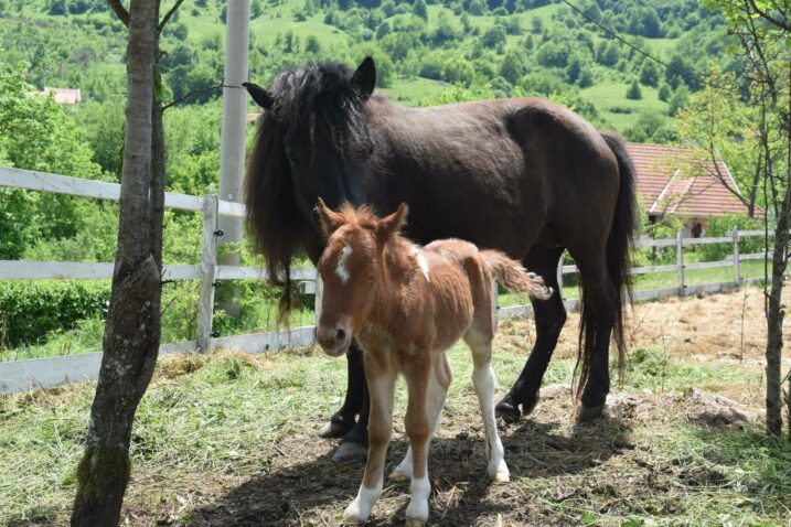 Foto: Marin Smolčić