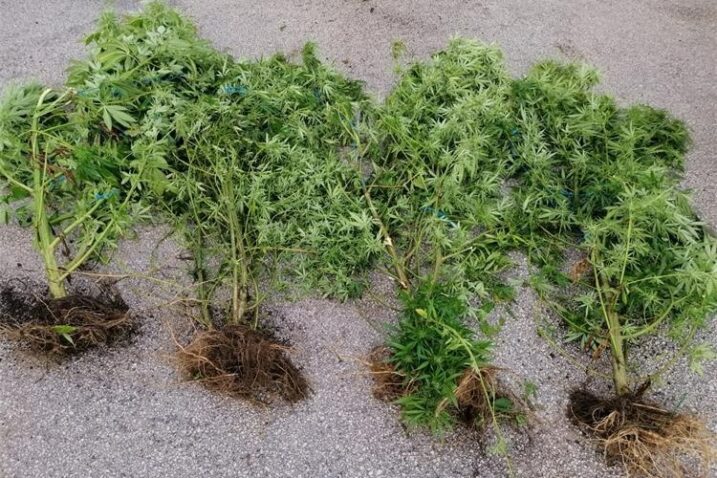 U masliniku uočili 23 stabljike marihuane, visine od 80 do 220 centimetara. Uhitili uzgajivača