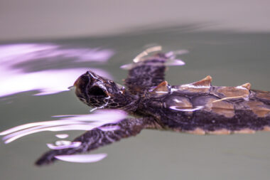 Ilustracija / Photo: Srecko Niketic/PIXSELL