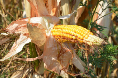 Dugotrajno razdoblje suše / Foto: Damir Špehar/PIXSELL