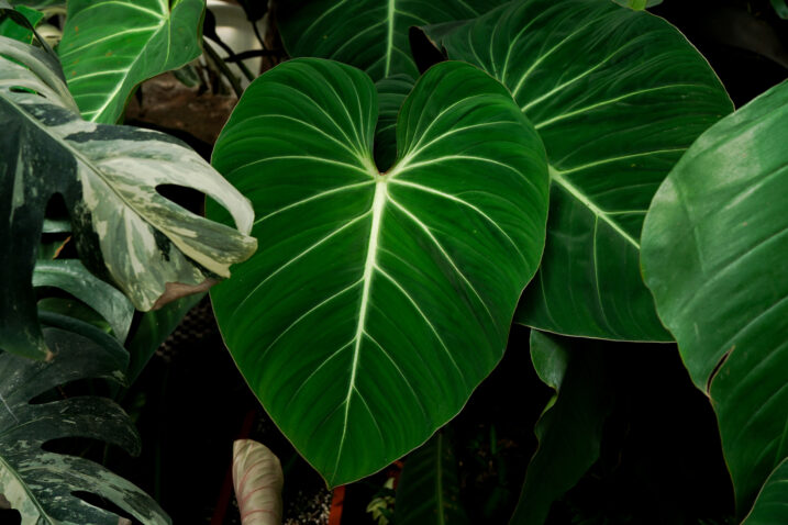 Foto: iStock