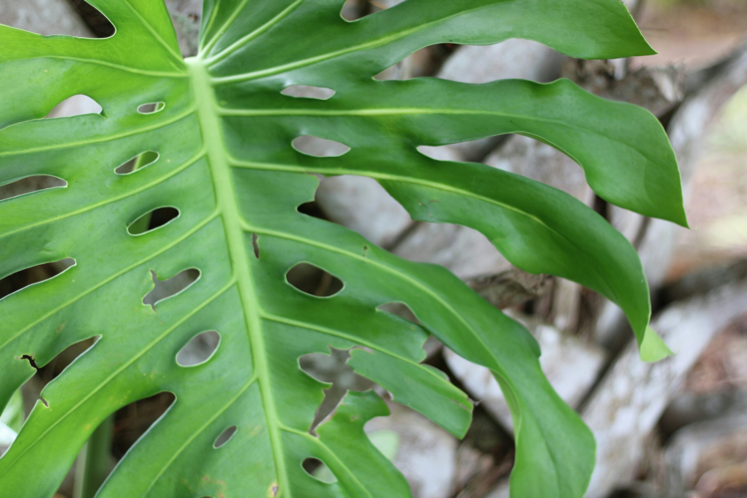 FOTO: Unsplash