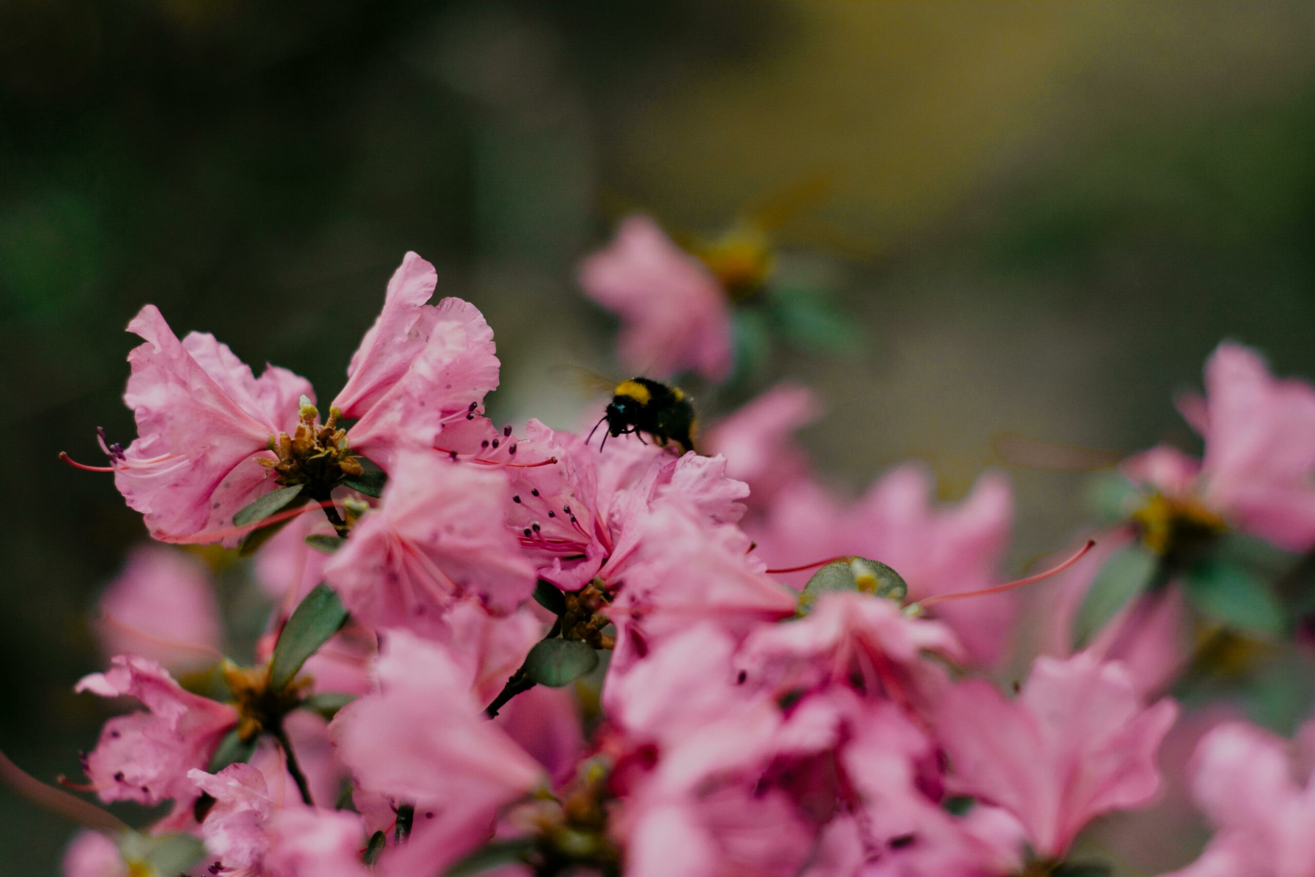 Foto: Pexels