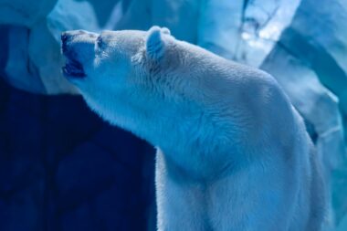 Foto: Pexels / Limoo