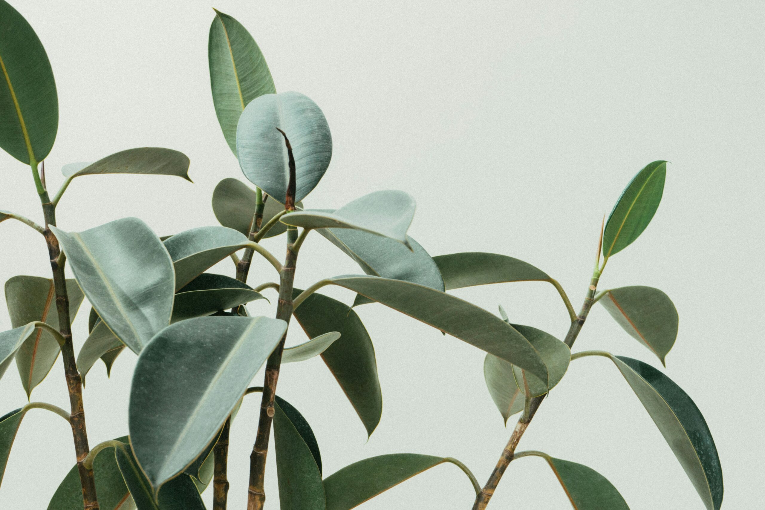 FOTO: Unsplash