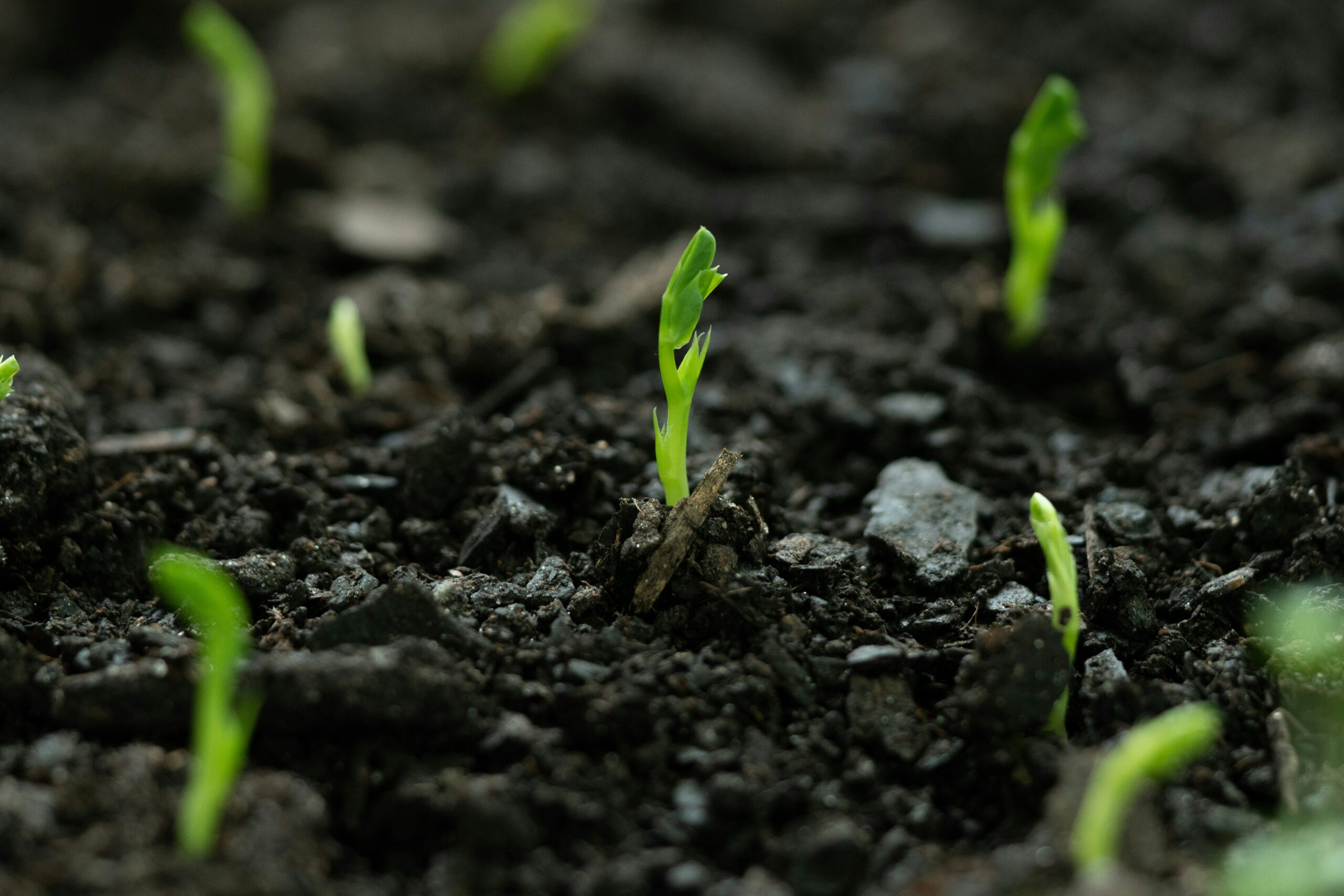 FOTO: Unsplash