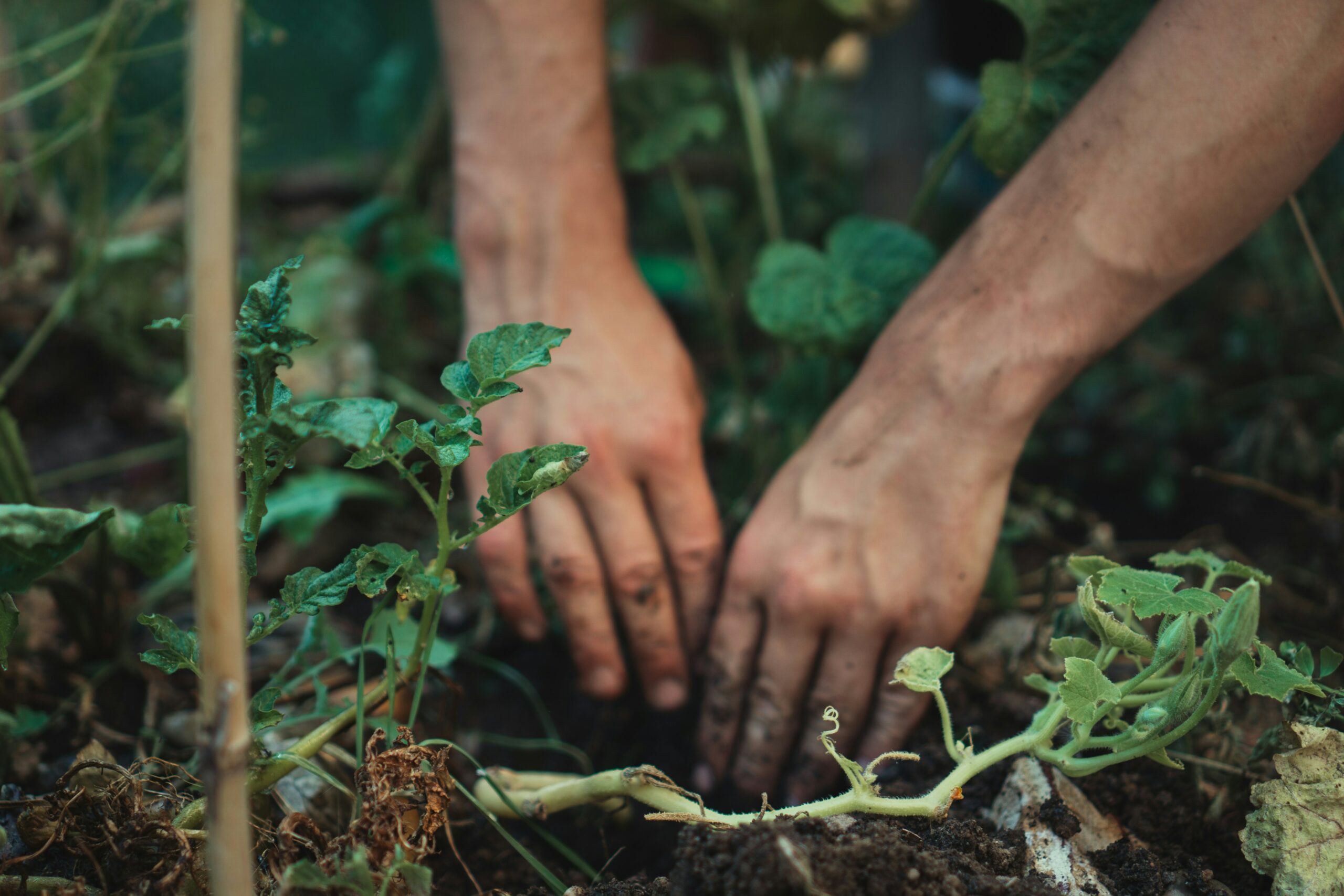 FOTO: Unsplash