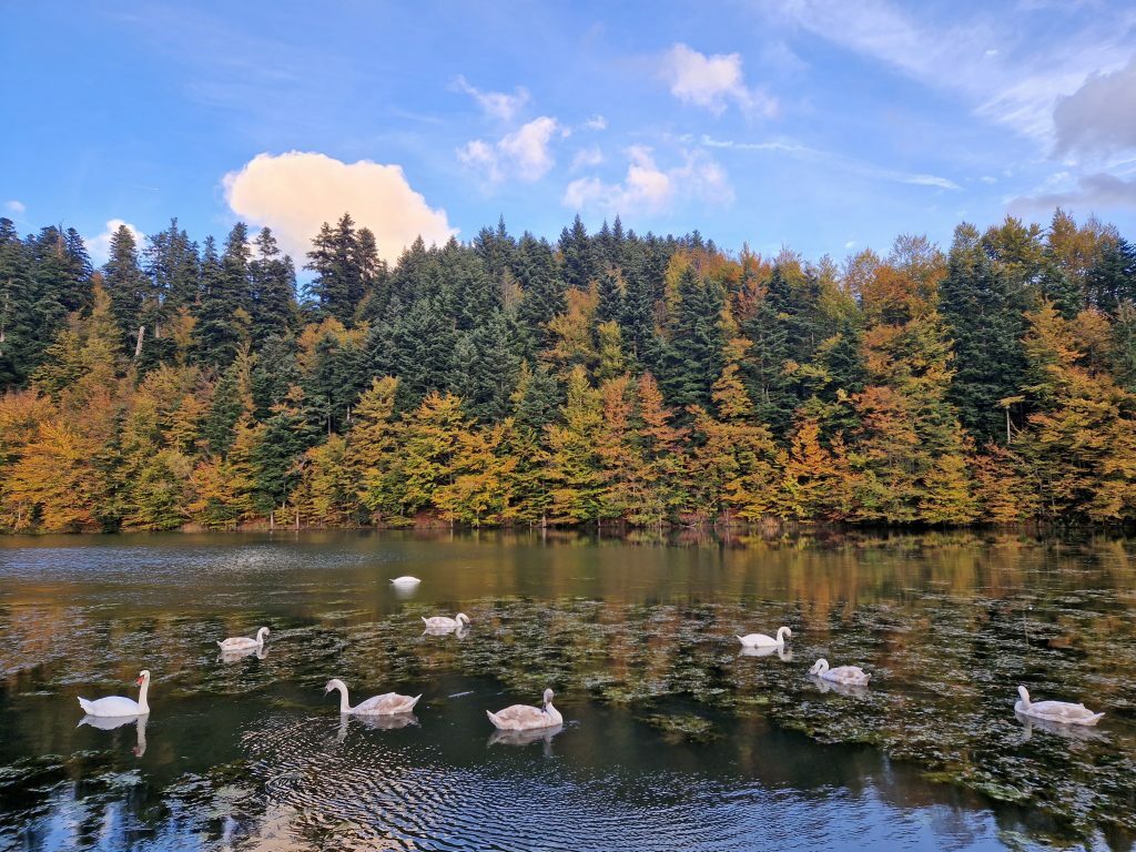 "Labuđe jezero u bojama jeseni" Željke Bašić