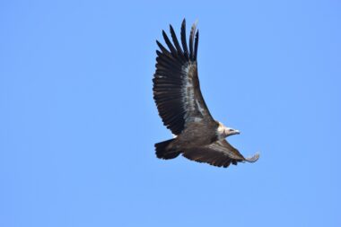 Foto Udruga Biom