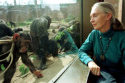 Jane Goodall / REUTERS