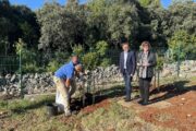 Dejan Kosić i Majda Šale nadgledaju sadnju stabala planike / Foto Relja Paškvan