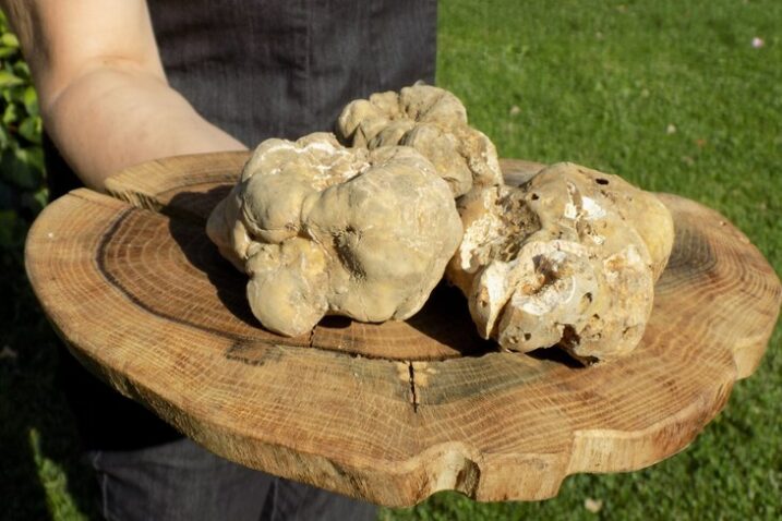 Svjetsko gastronomsko blago: Istarski bijeli tartuf stiže na ekskluzivnu londonsku aukciju