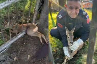 Foto Vatrogasci 193 screenshot