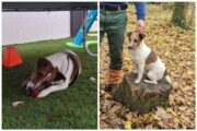 Jack Russel terijer Max pronađen nakon mjeseci traganja