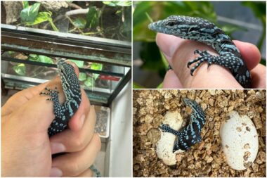 Plavi varani u zagrebačkom ZOO-u / Foto ZOO ZAGREB