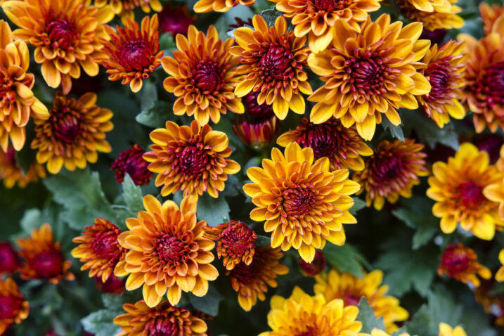 FOTO: iStock