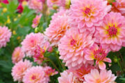 FOTO: iStock