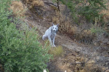 Foto: Ángel Hidalgo / FB / Cuddle Buddies