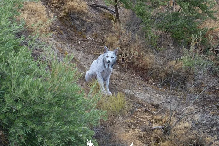 Foto: Ángel Hidalgo / FB / Cuddle Buddies