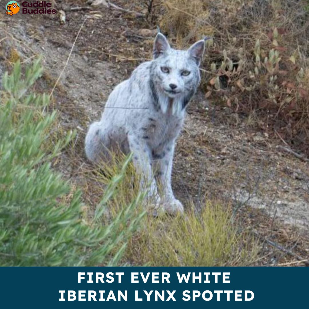 Foto: Ángel Hidalgo / FB / Cuddle Buddies