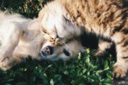 Foto: Pexels