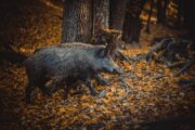 Pixabay / Mikewildadventure