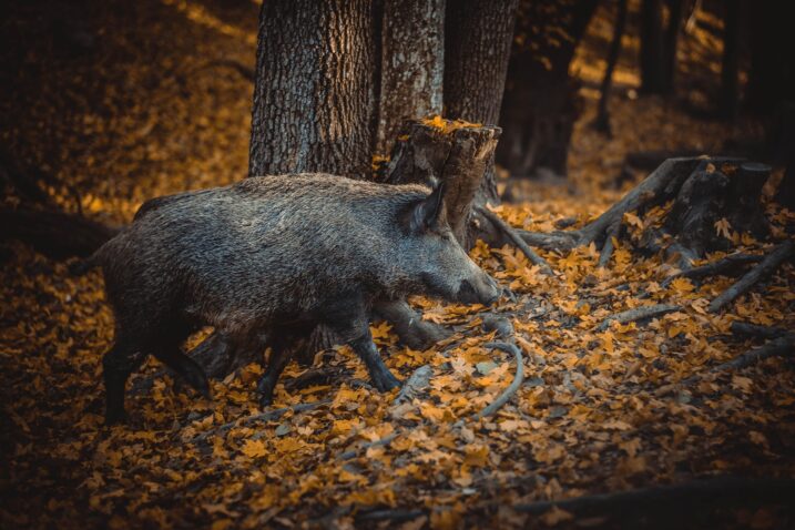 Pixabay / Mikewildadventure